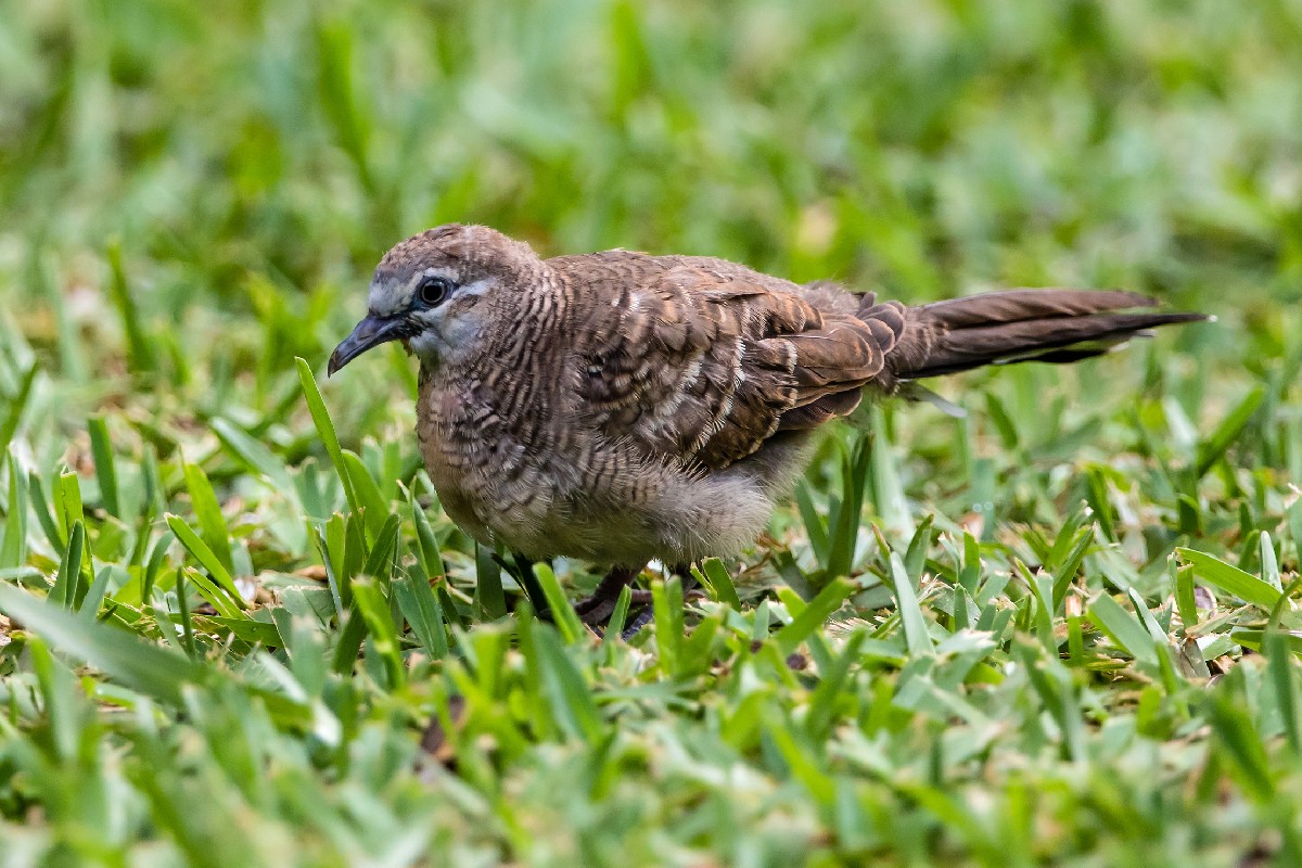 Zebra Dove