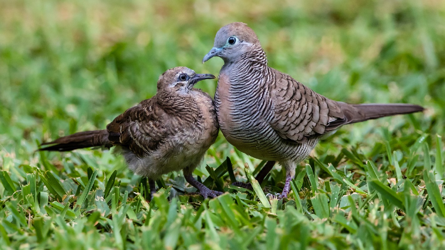 Zebra Dove