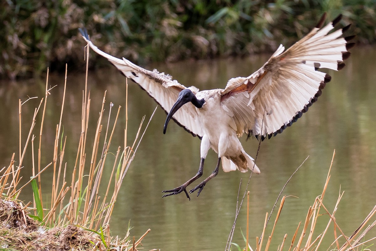 African Sacred Ibis