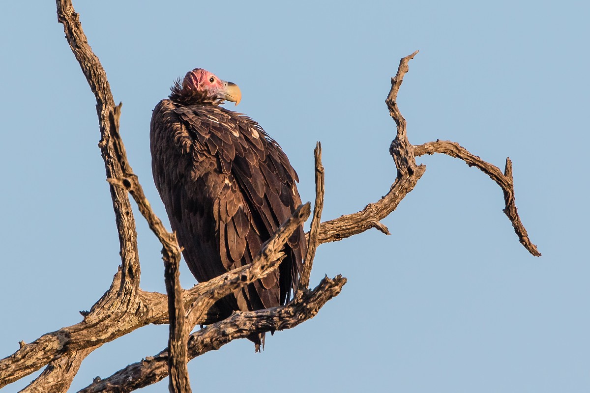 Lappet-faced Vulture