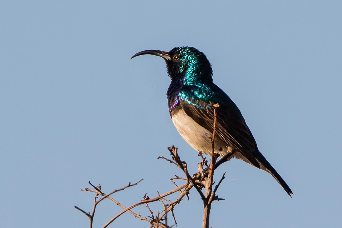 White-bellied Sunbird