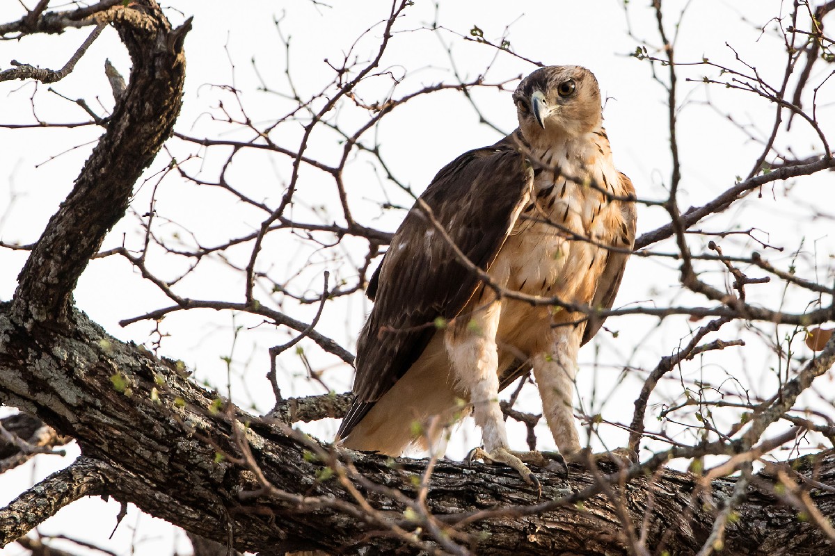 African Hawk-Eagle