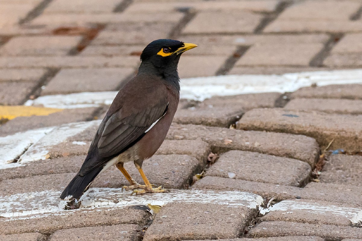 Common Myna