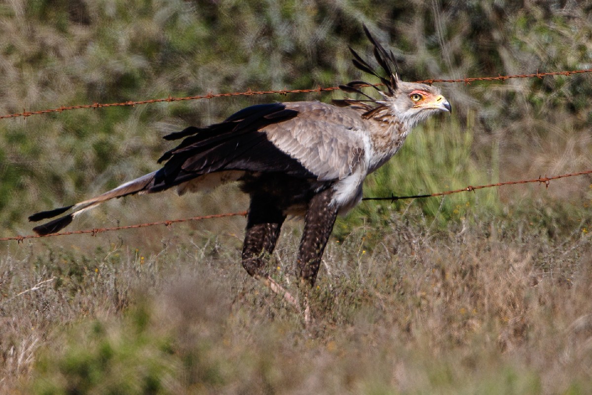 Secretarybird