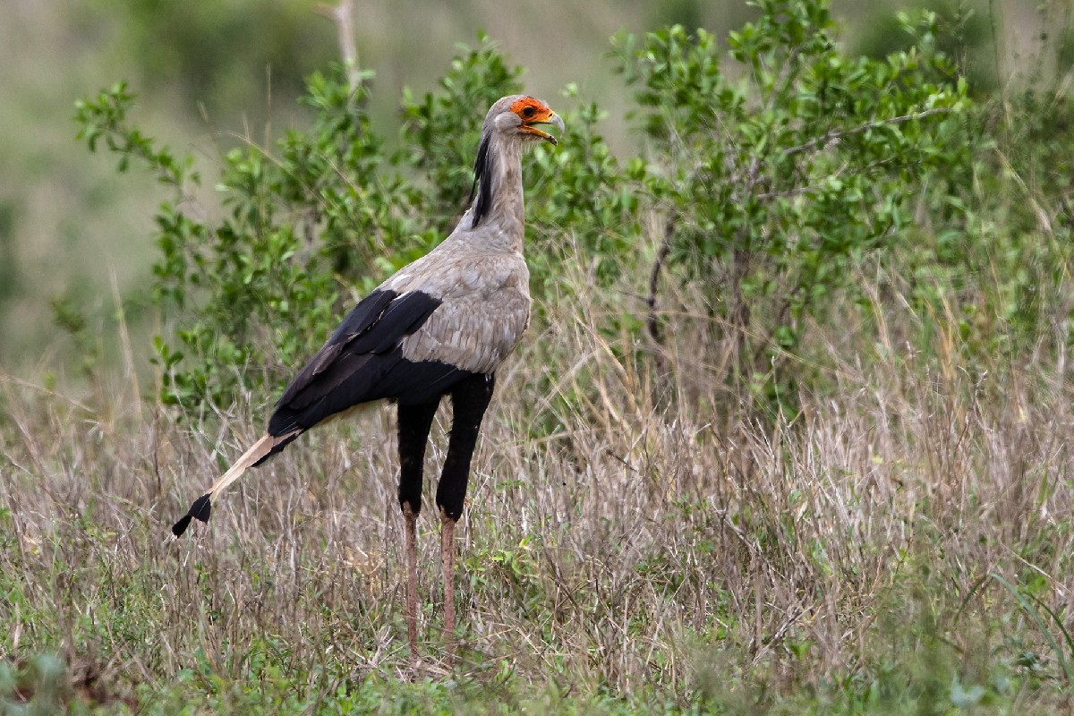 Secretarybird