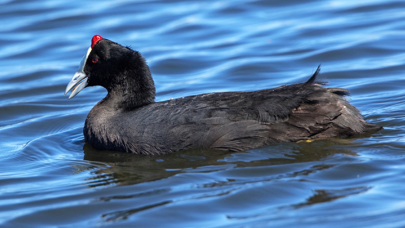 Red-knobbed Coot