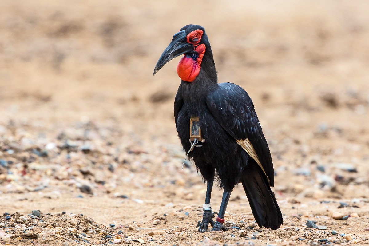 Southern Ground Hornbill with tracking device and rings
