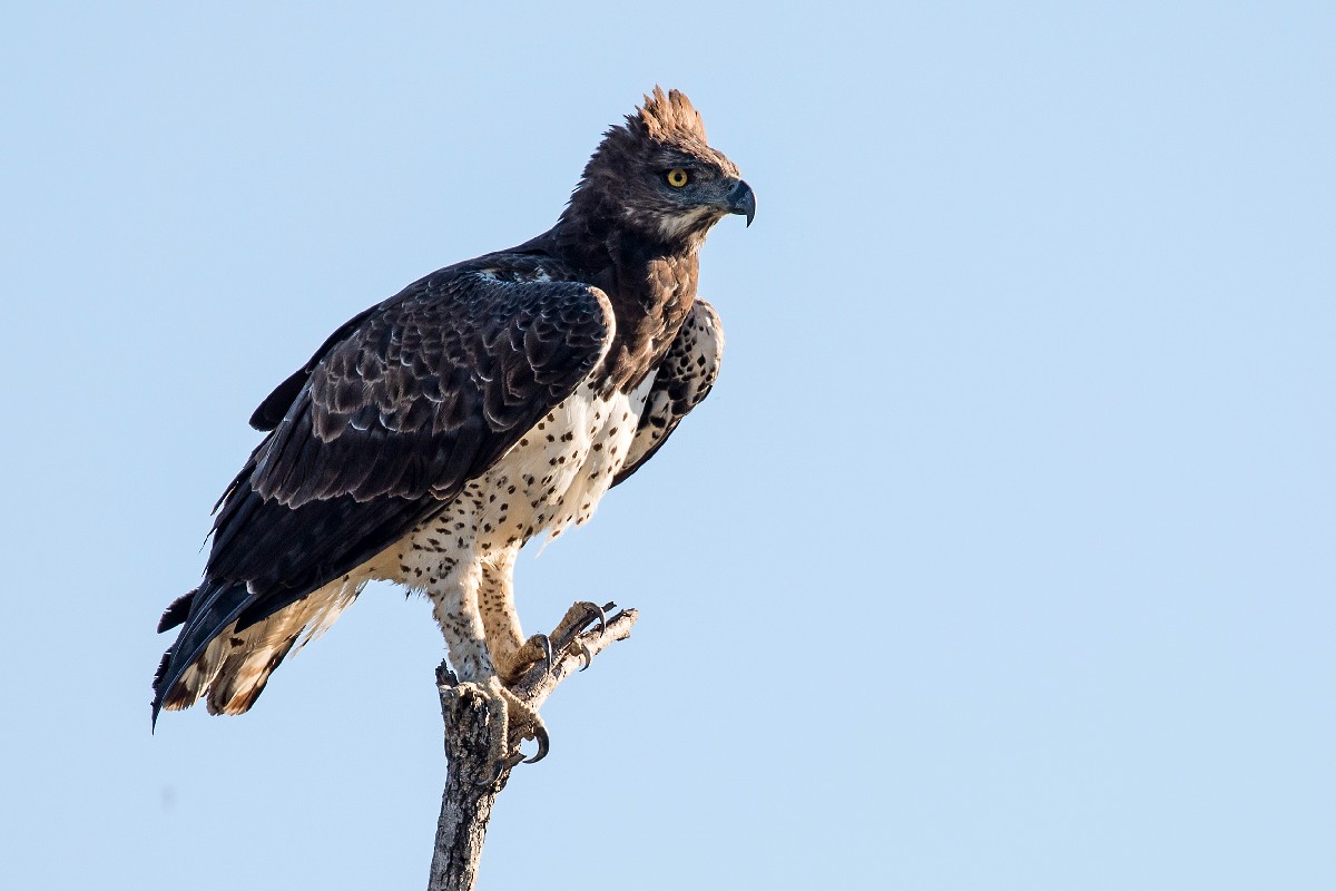 Martial Eagle