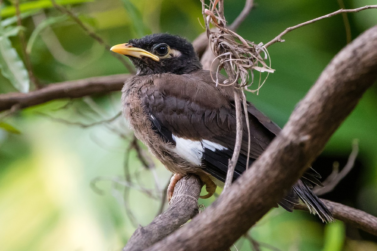 Common Myna
