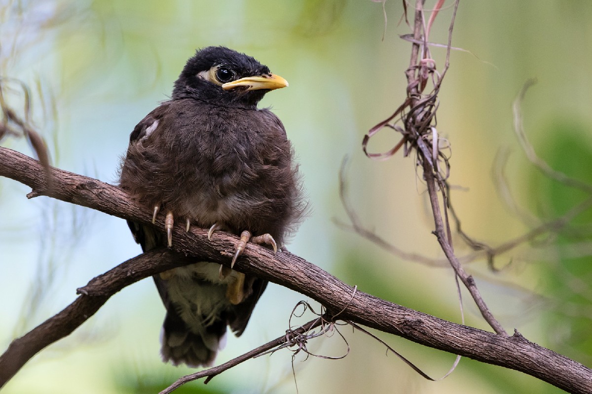 Common Myna