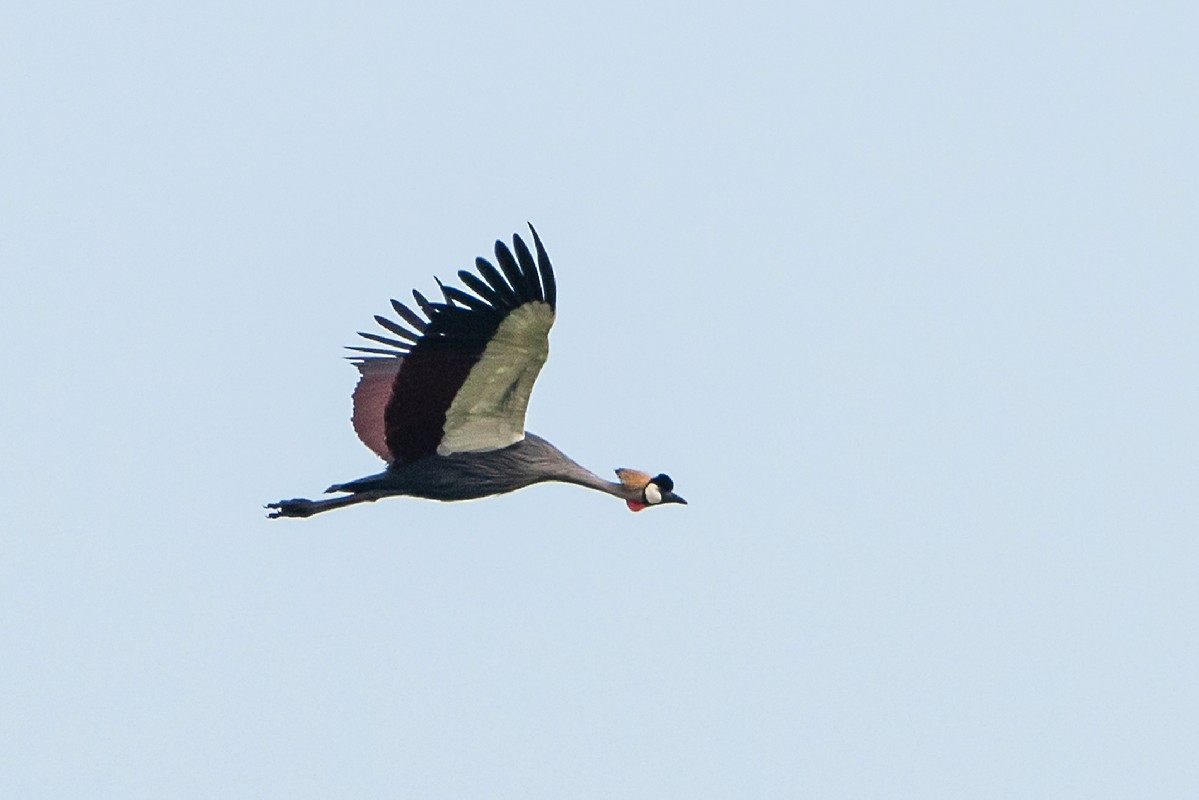 Grey Crowned Crane