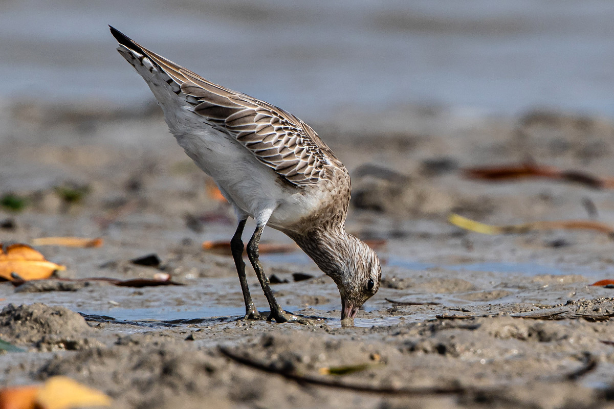 Bar-tailed Godwit