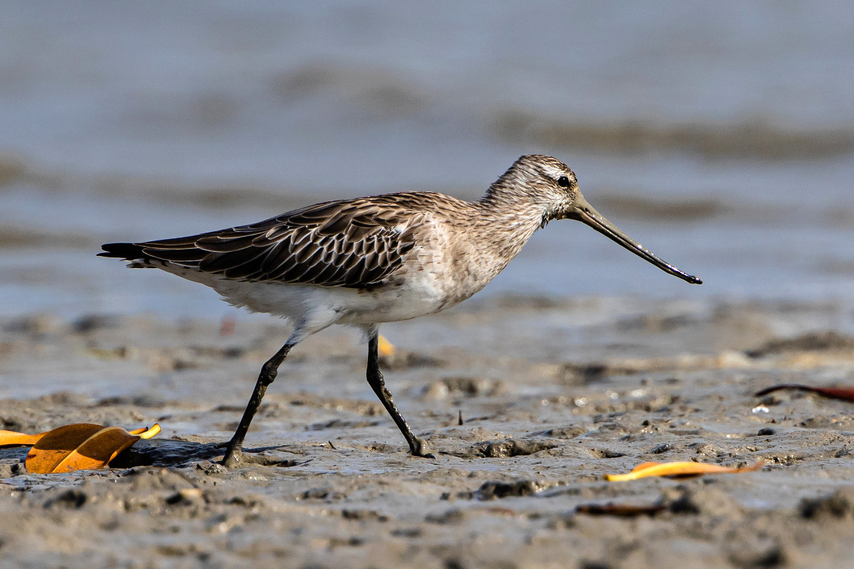 Bar-tailed Godwit