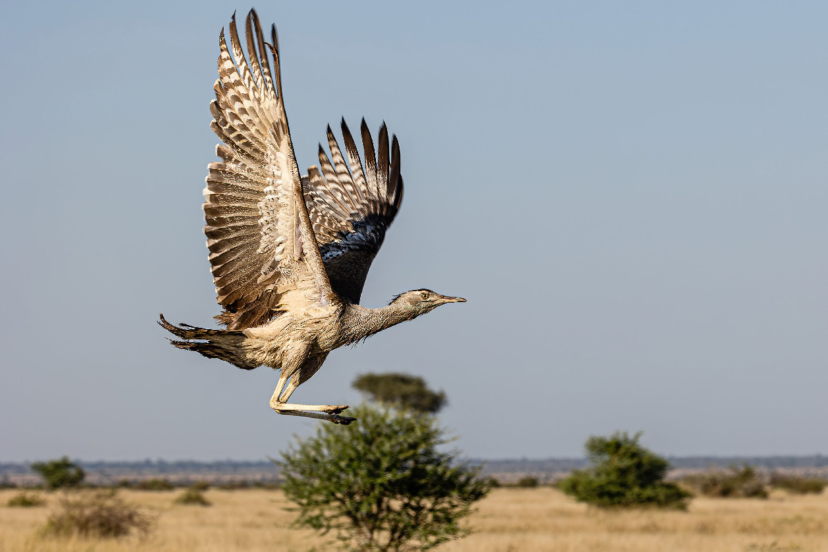 Kori Bustard