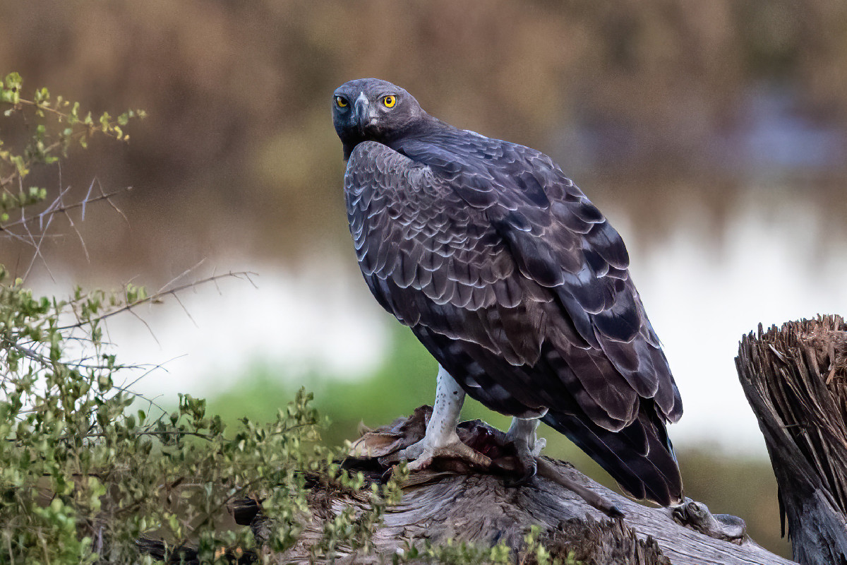 Martial Eagle with prey