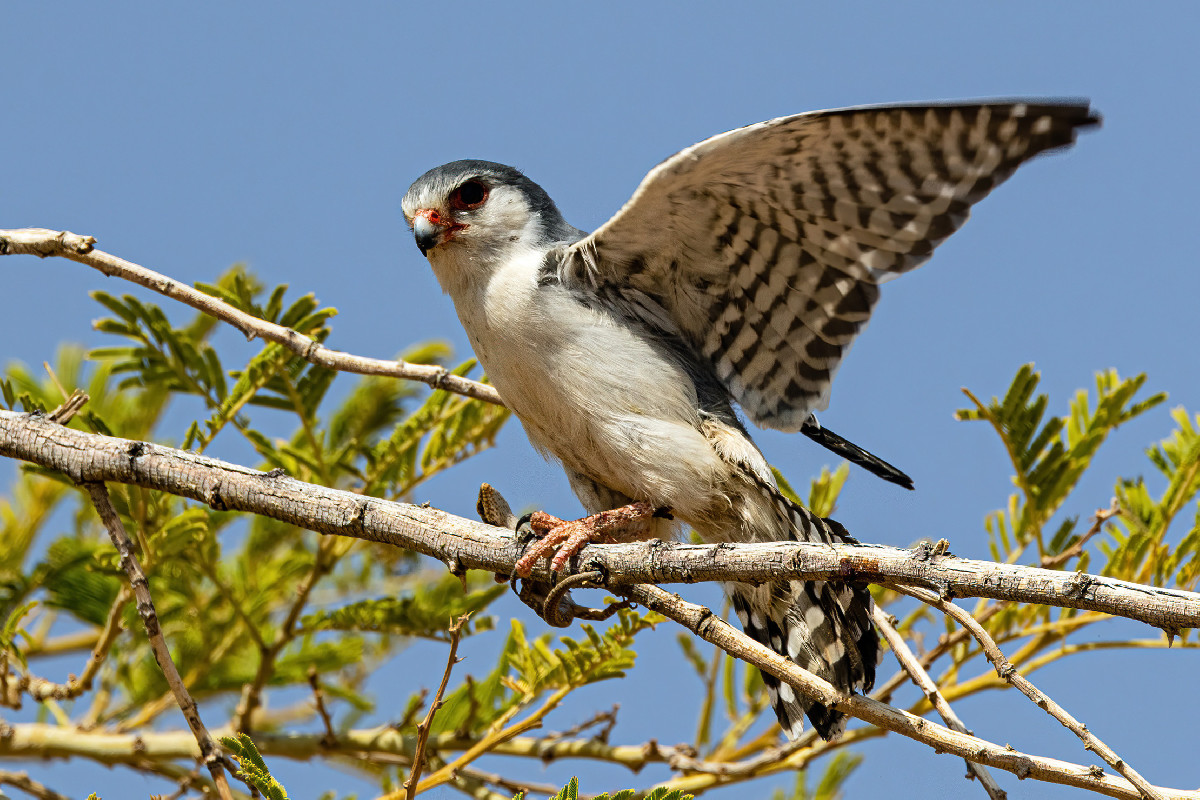 Pygmy Falcon with prey