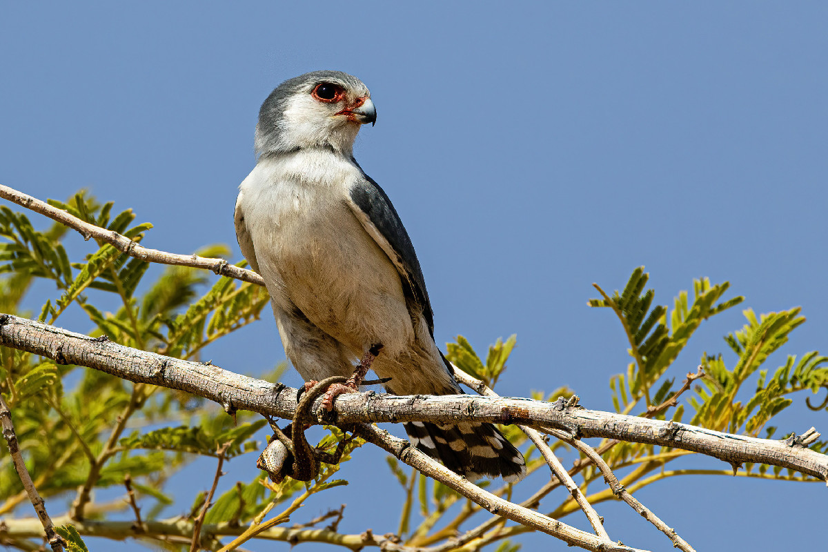 Pygmy Falcon with prey