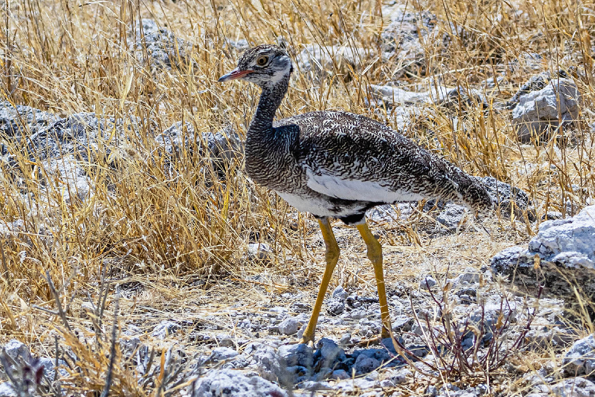 Northern Black Korhaan