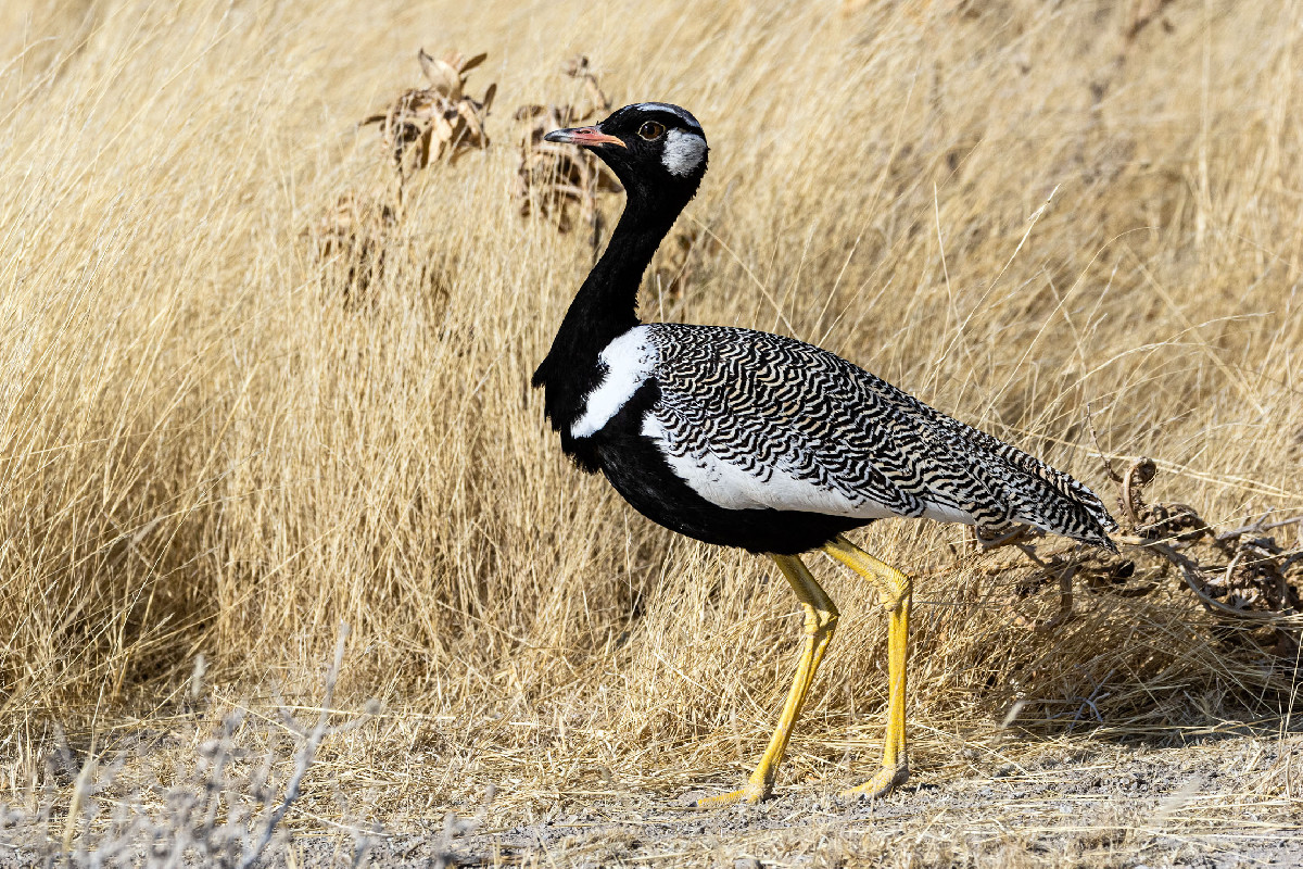 Northern Black Korhaan
