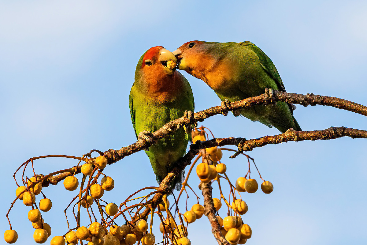 Rosy-faced Lovebird