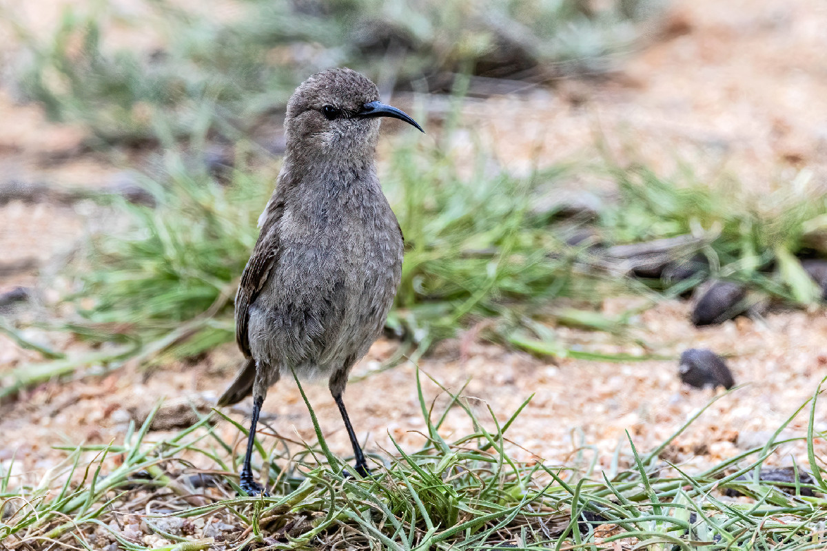 Southern Double-collared Sunbird