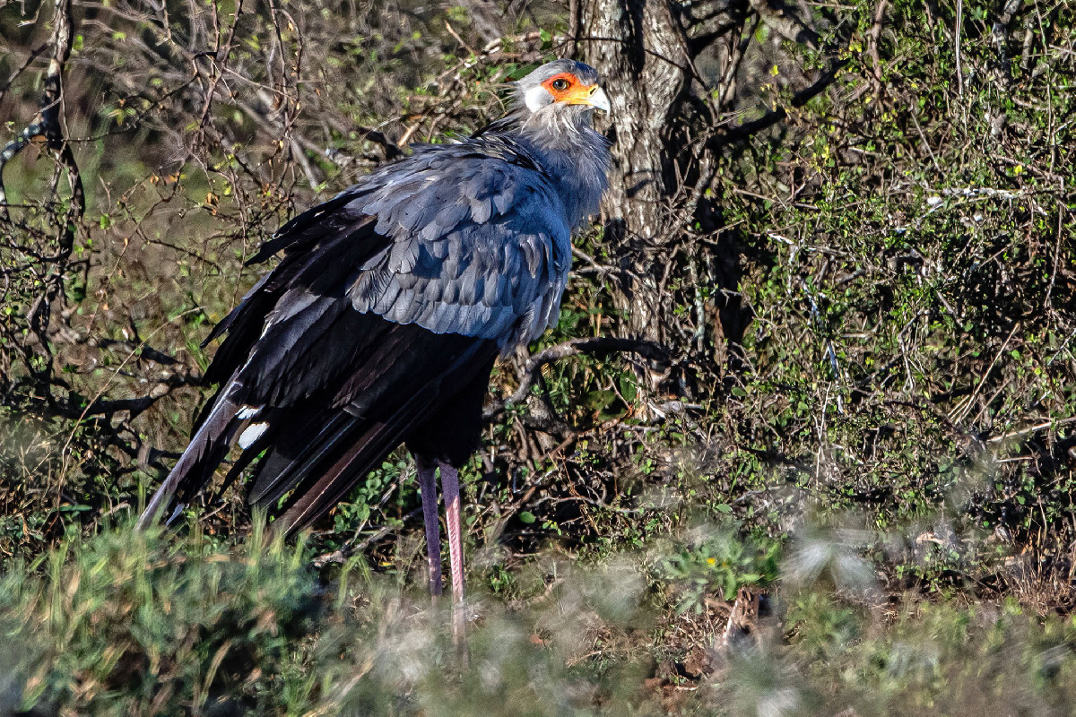Secretarybird