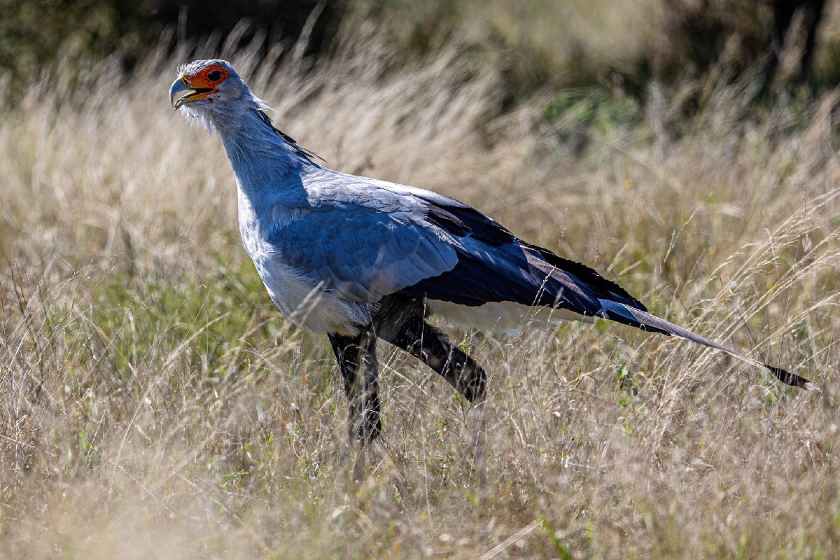Secretarybird