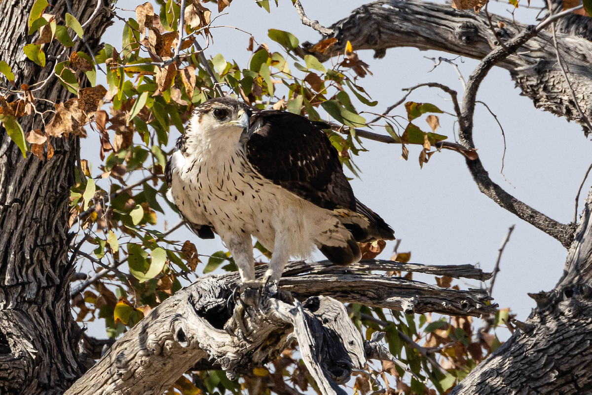 African Hawk Eagle