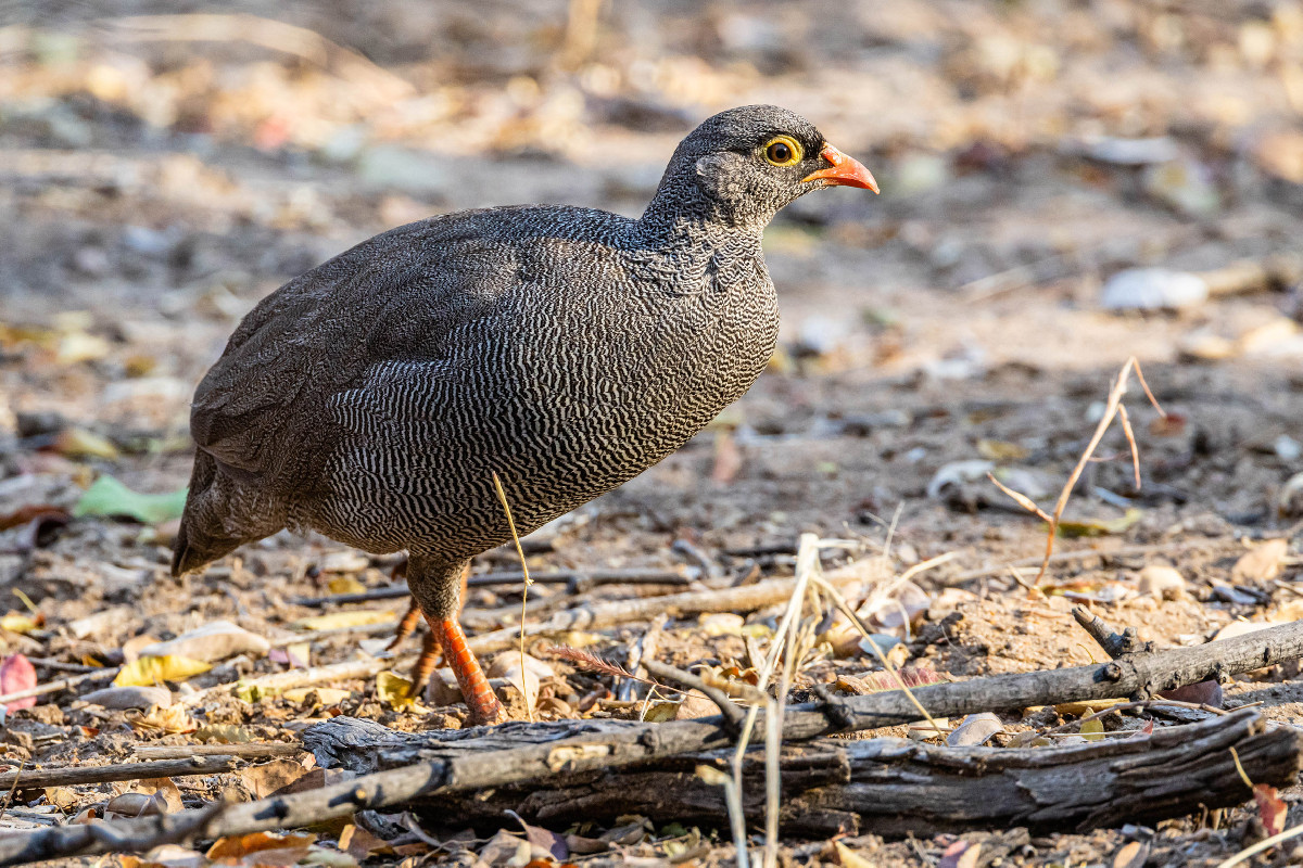 Red-billed Spurfowl