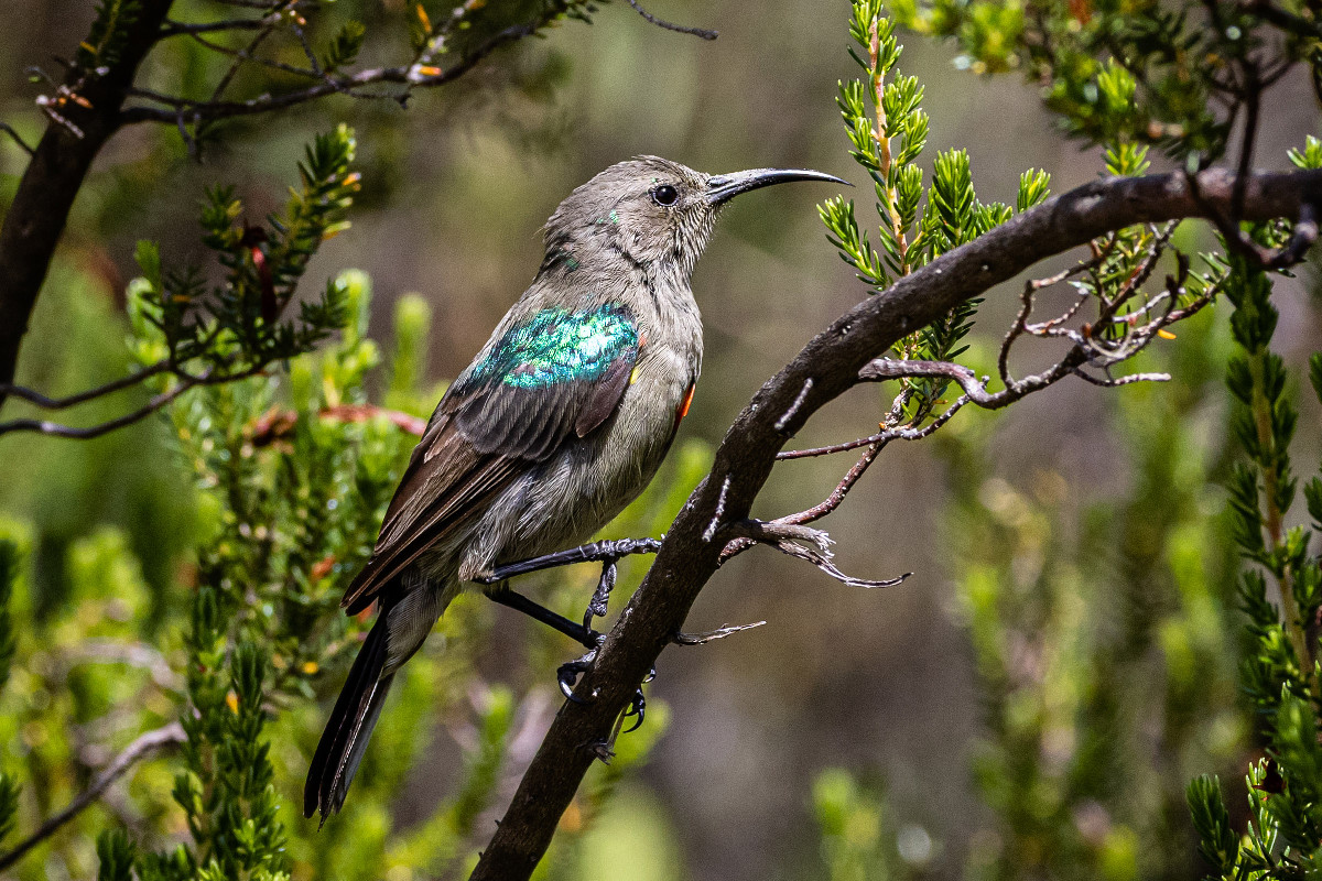 Southern Double-collared Sunbird