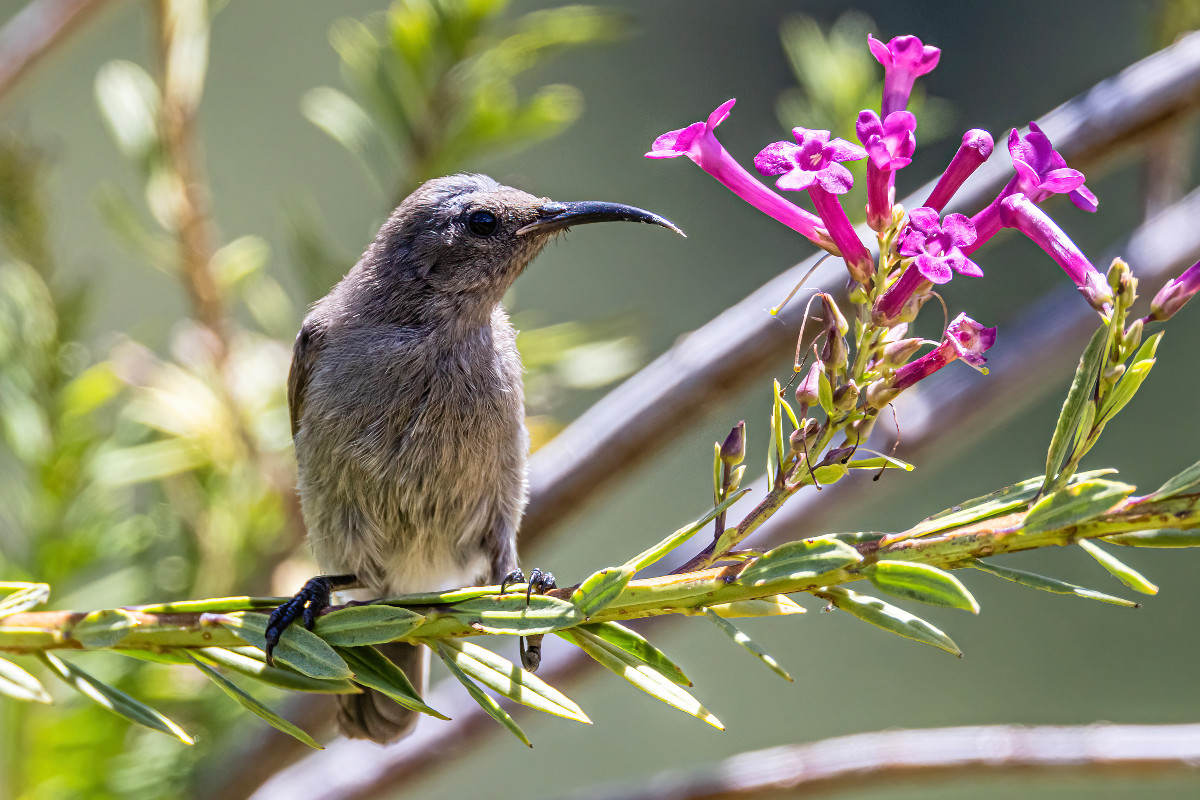 Southern Double-collared Sunbird