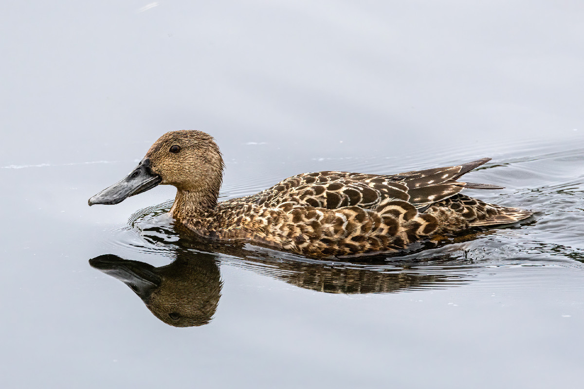 Cape Shoveler