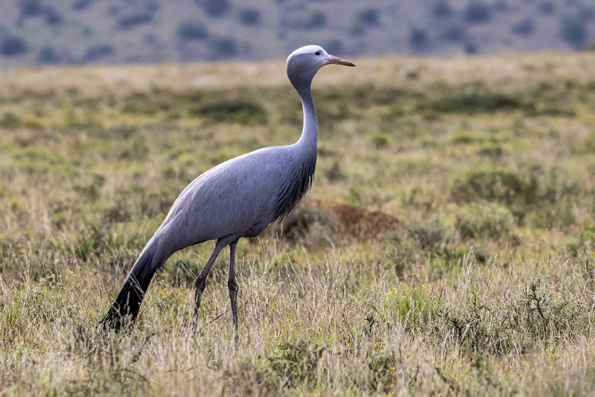 Blue Crane