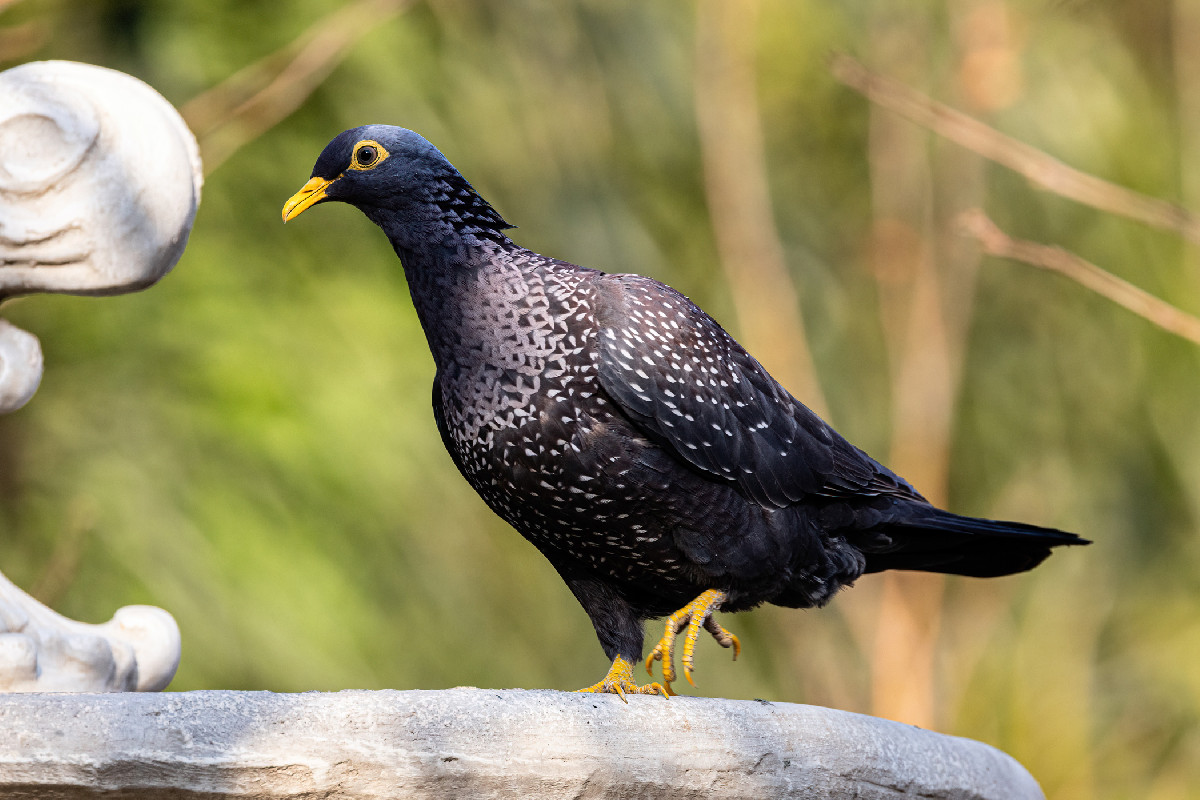 African Olive Pigeon