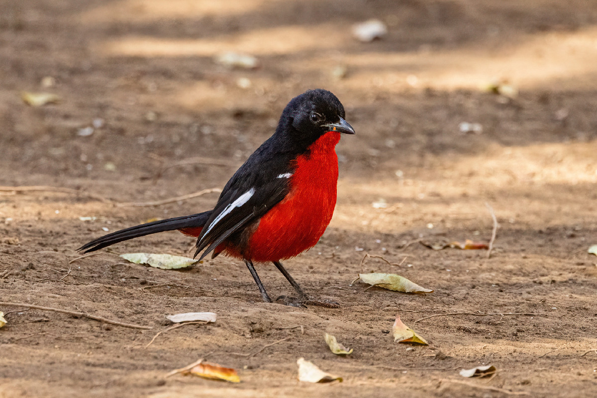 Crimson-breasted Shrike