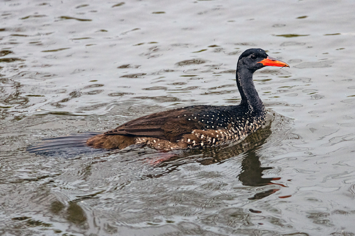 African Finfoot