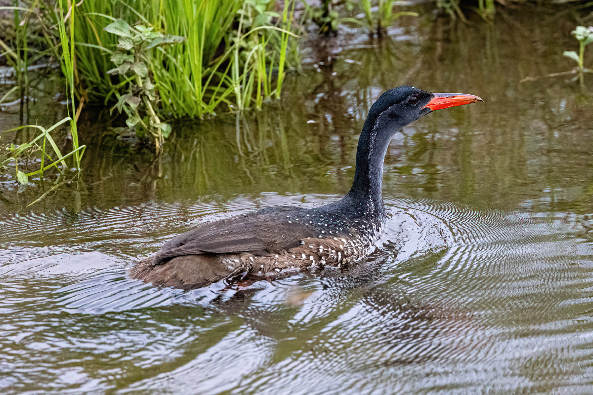 African Finfoot