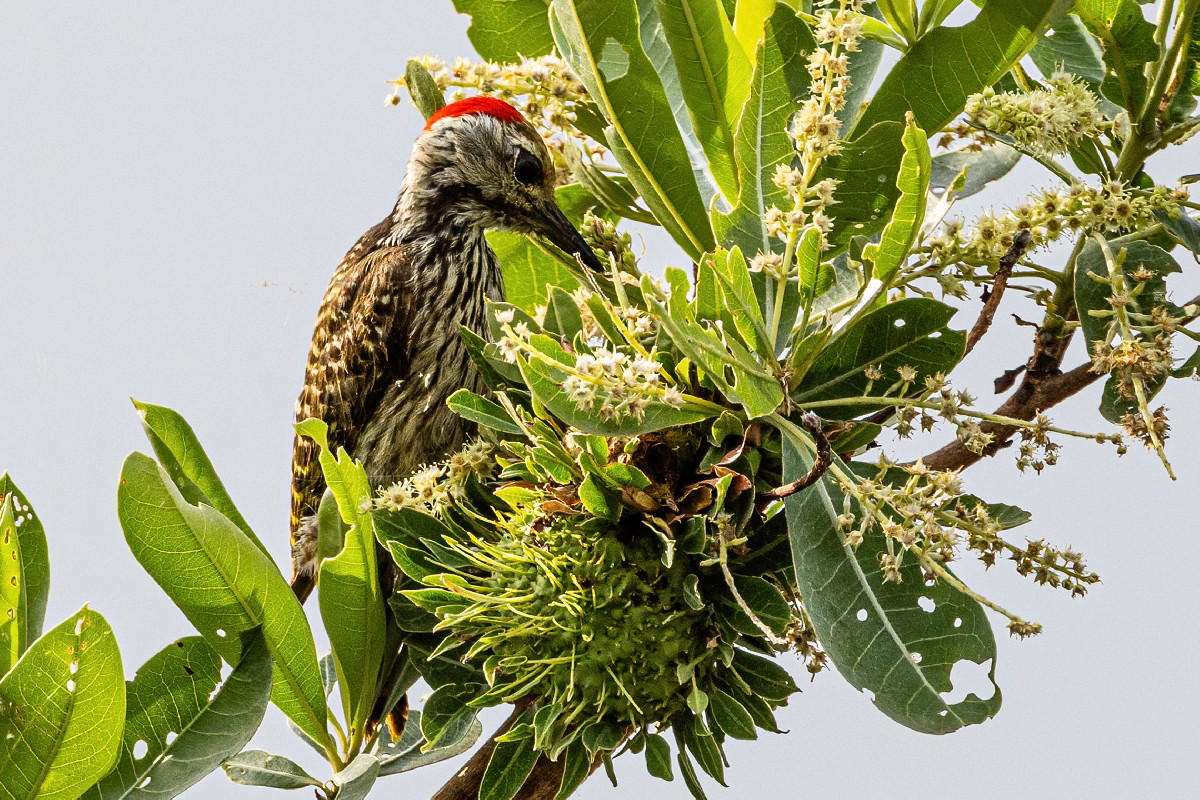 Cardinal Woodpecker