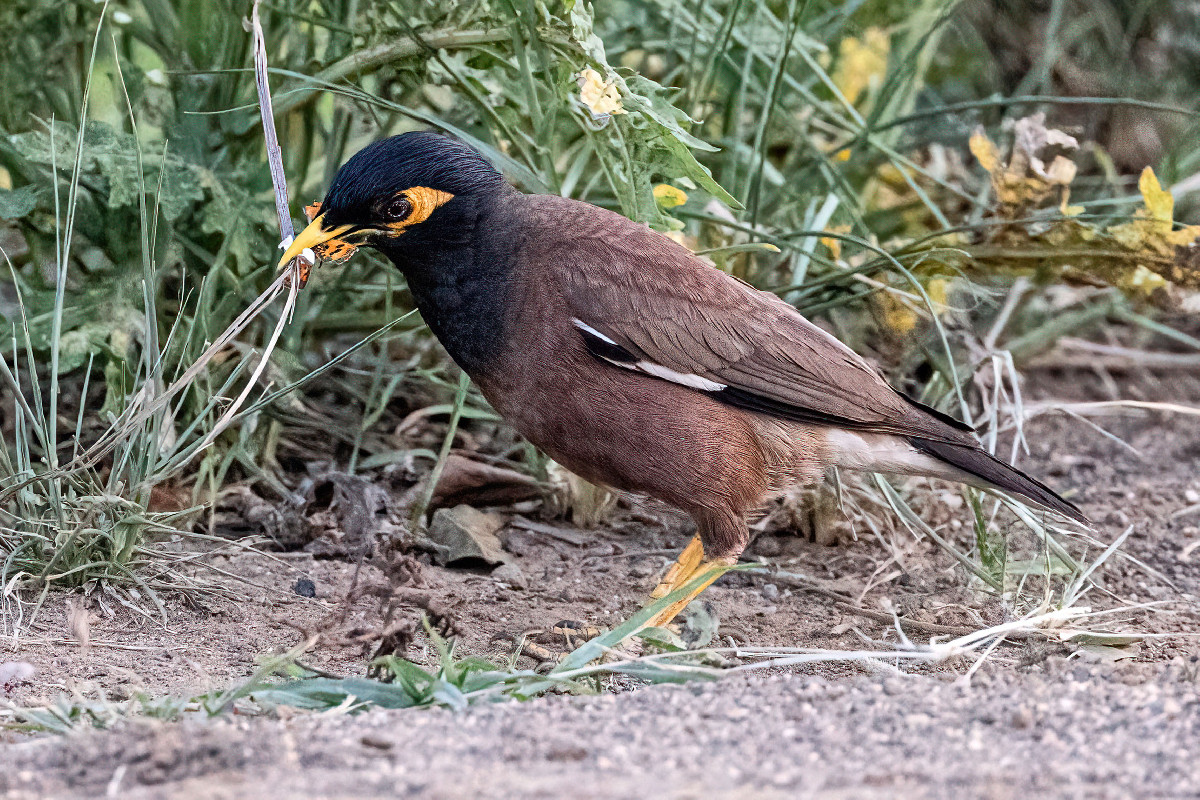 Common Myna