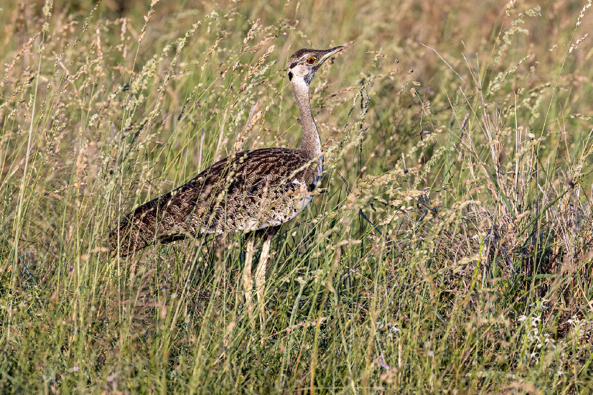 Black-bellied Bustard