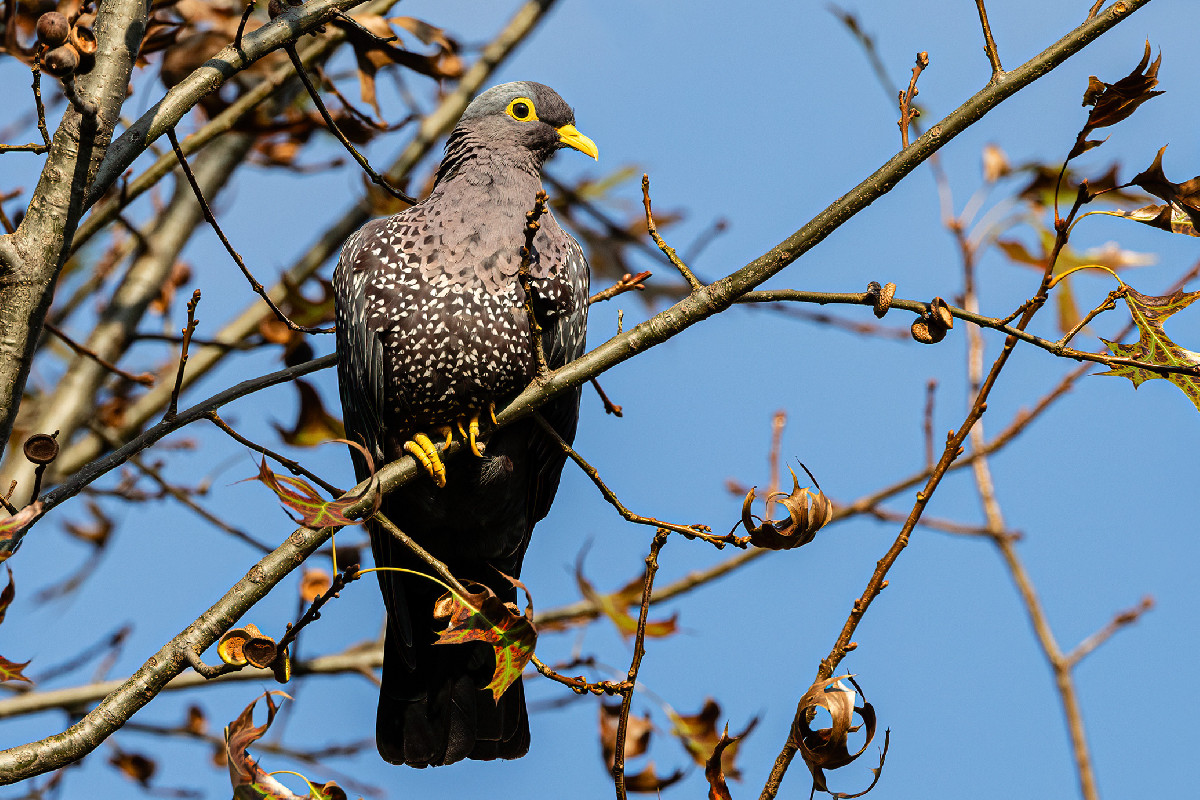 African Olive Pigeon