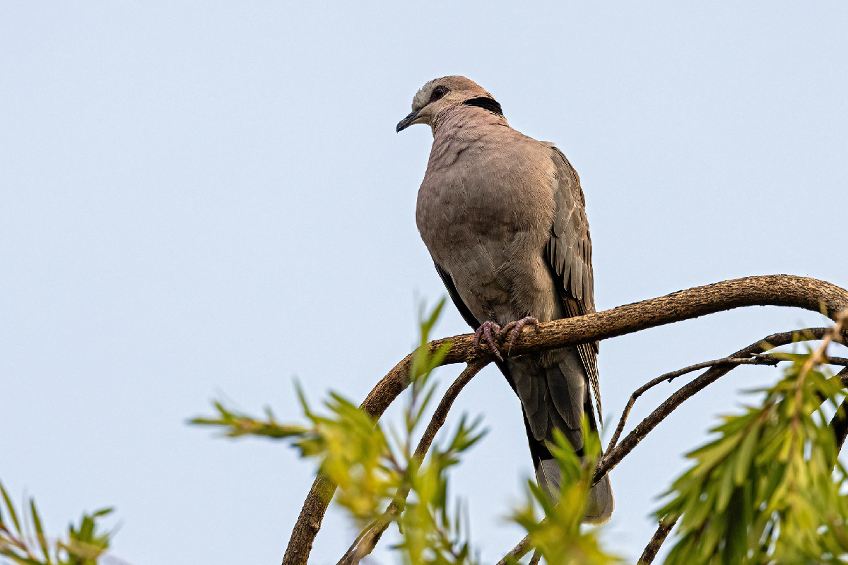 Red-eyed Dove
