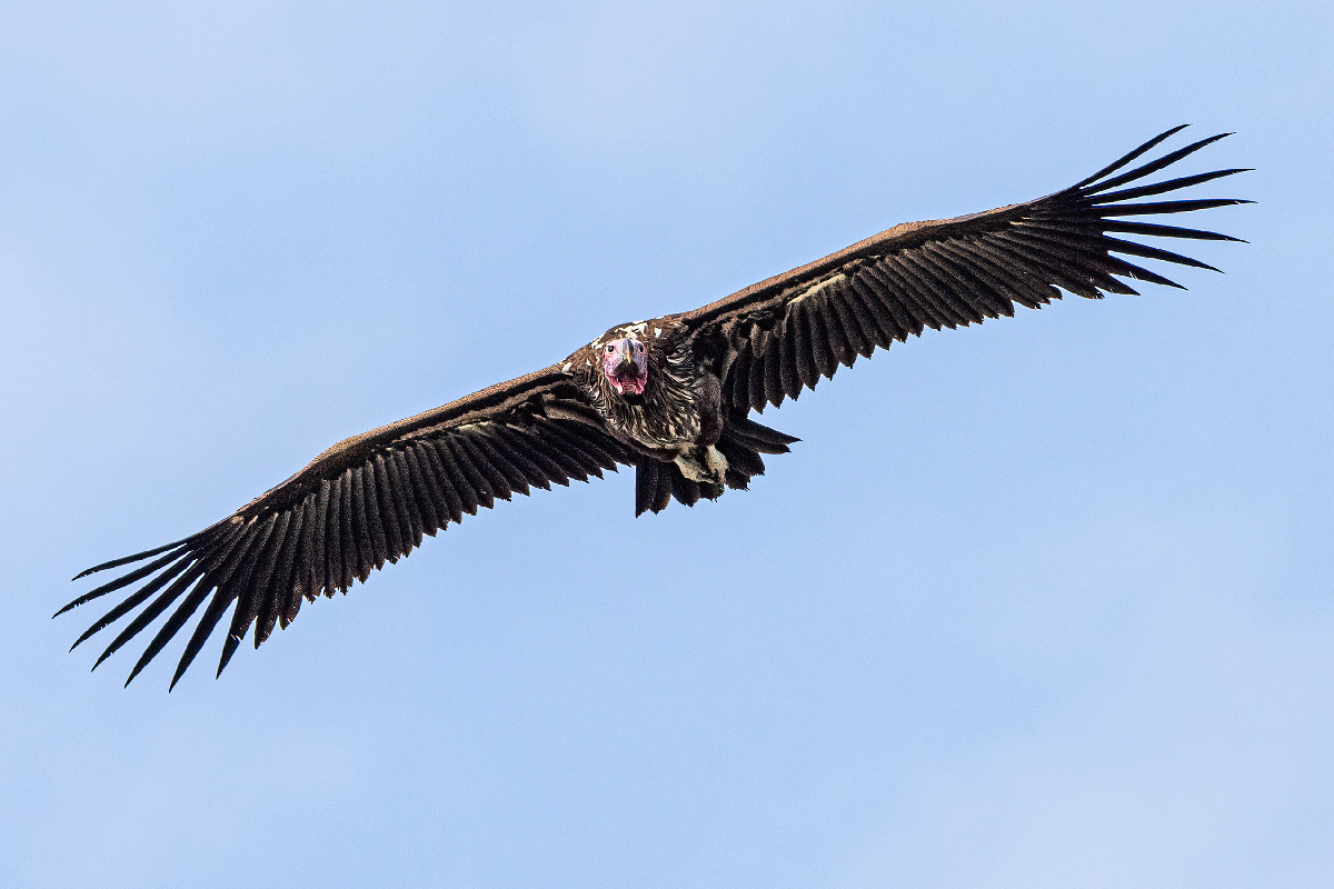 Lappet-faced Vulture