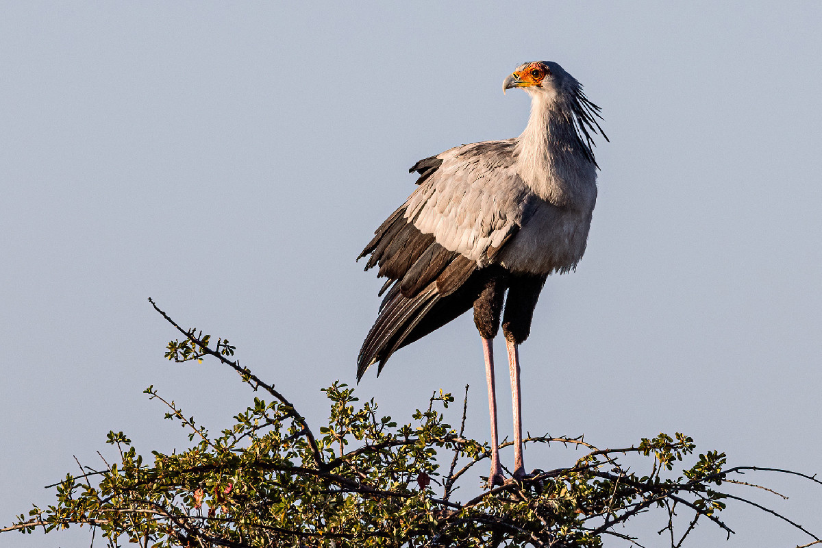 Secretarybird