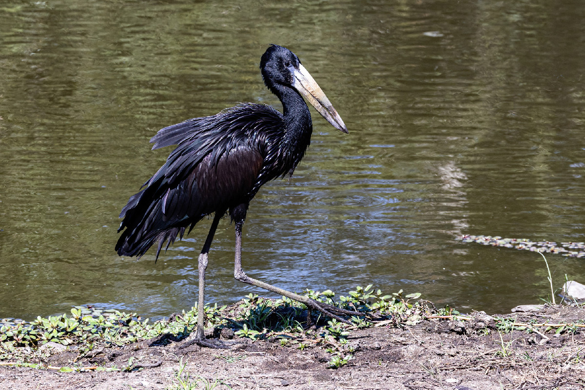African Openbill