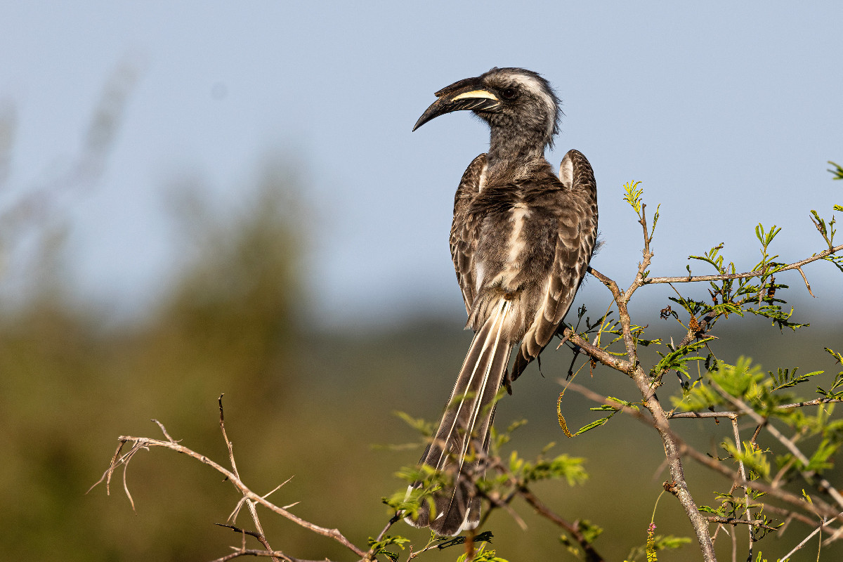 African Grey Hornbill