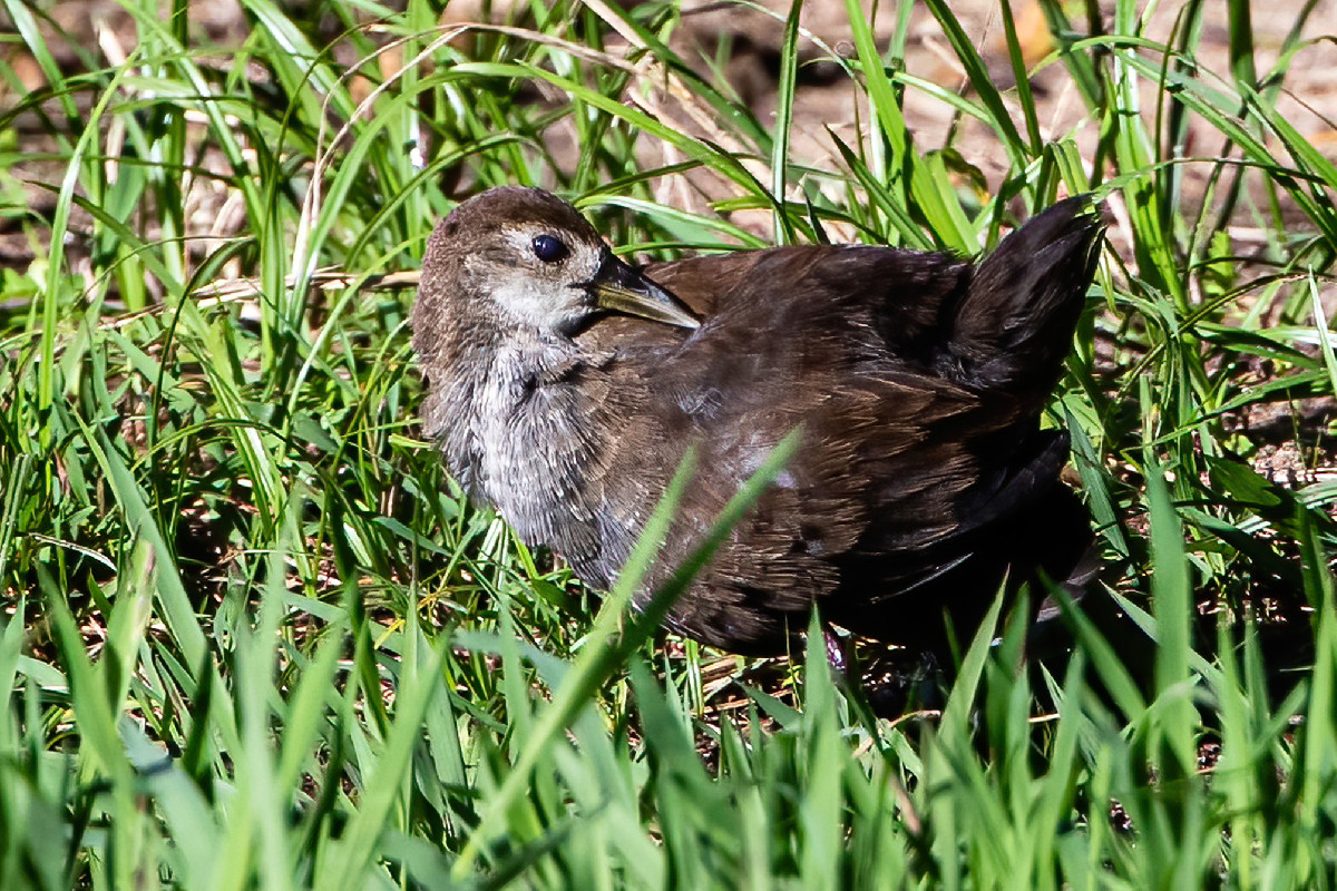 Black Crake