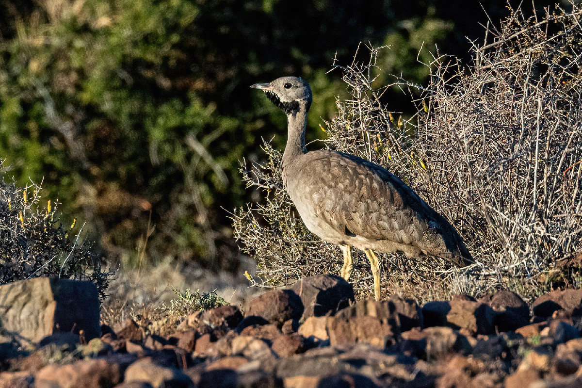 Karoo Korhaan