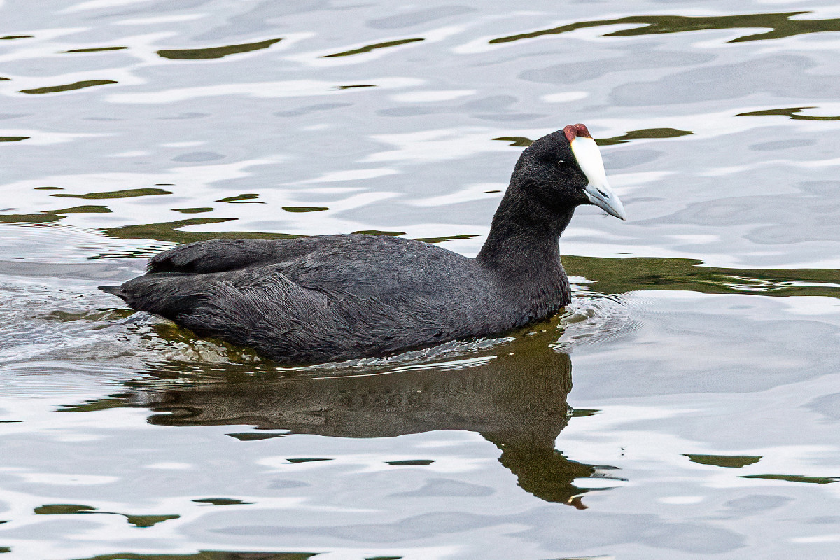 Red-knobbed Coot