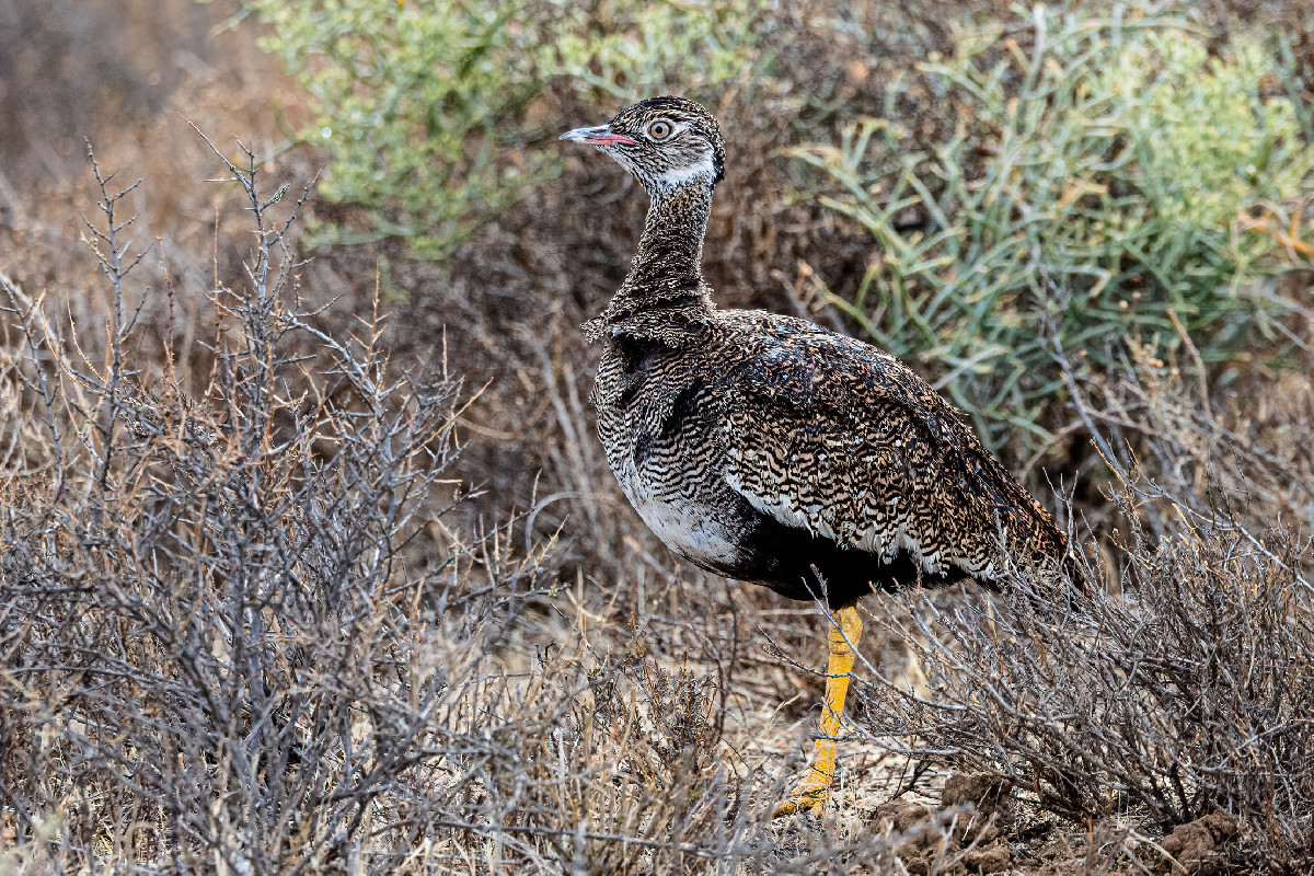 Northern Black Korhaan